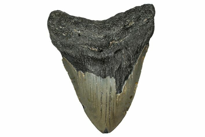 Fossil Megalodon Tooth - North Carolina #351168